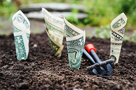 Planting dollar bills in soil